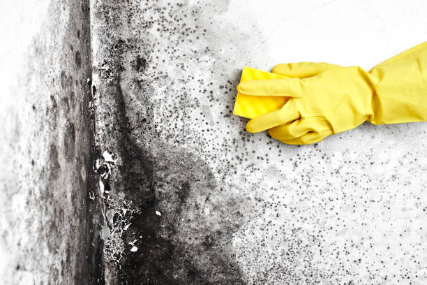 Best Crawl Space Mold Remediation  in Tyrone, OK